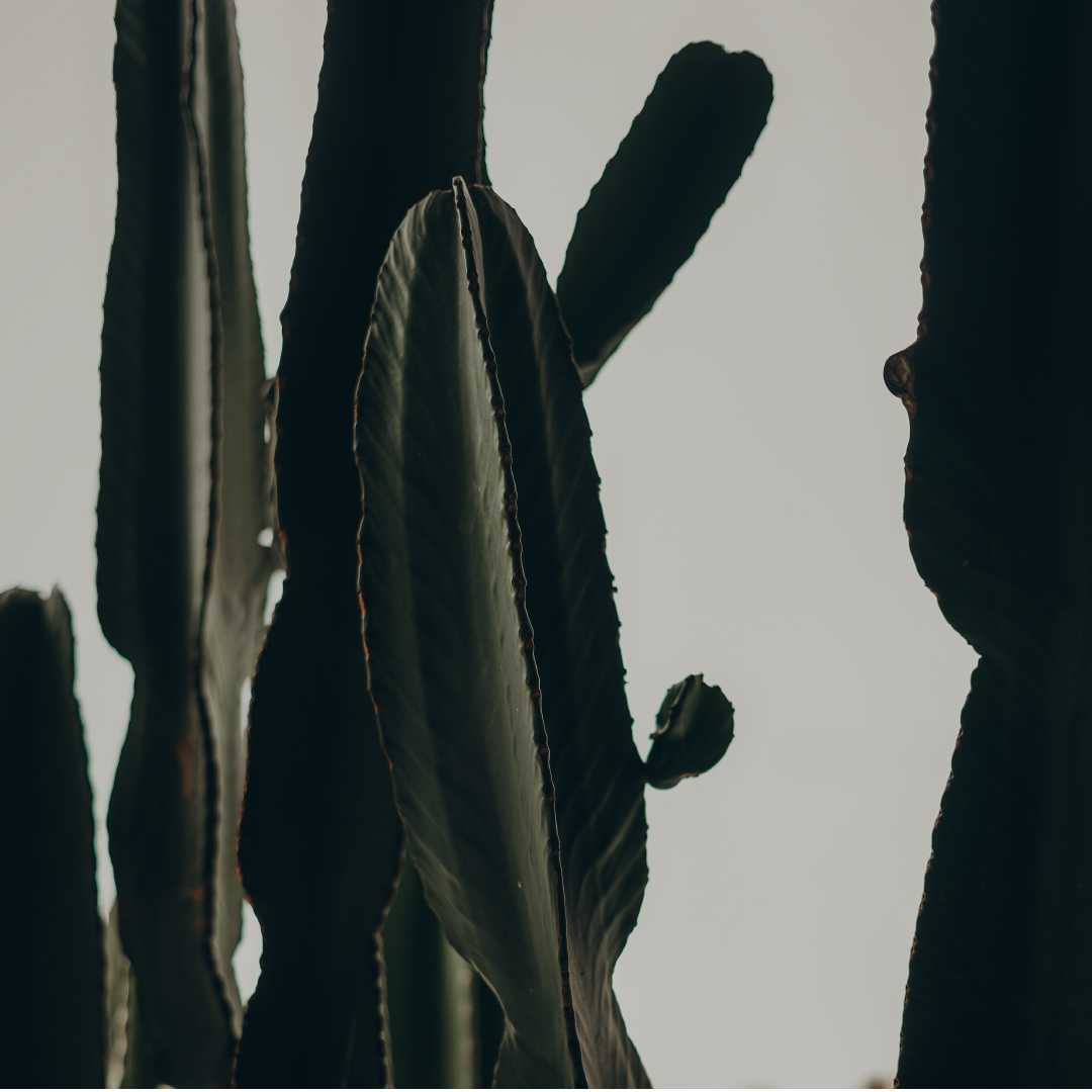 CONTENT CREATION, SOCIAL MEDIA & WEBSITES